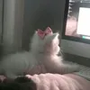 aishteruuu_