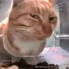 cubindepzaiso1thedoi