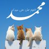 yunisalim810