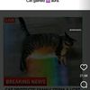 cat.meme.ethiopia