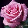 apo.shd