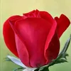 user5441511157168