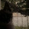 paww_41