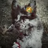 buckyboy_com