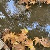 N🍂