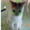 dai_ty_ume