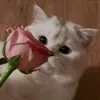 fatimah.him