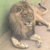mamadou.dumbua