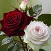 user83238745181083