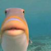 fish15645