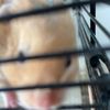 nugget_the_hamste