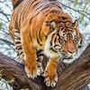 mustaffa.aimus