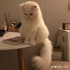 💖💗مس فراولة 🍓💗