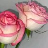 jannat934511