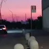 simoo_ciny