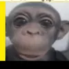 ja3o_69
