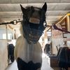 hercules_715