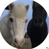 animal_lover1003