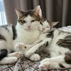 Kitty & Leo
