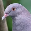 pigeonnn04