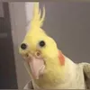 fiona_fio6