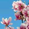 ommohamed24364