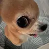 cabezabolero_