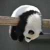 bamboo.242