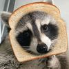 iam_araccoon