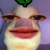 zvvifa_