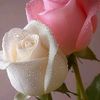 user7395179001073