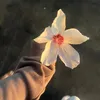 belladiego2248