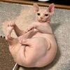 fleabag96