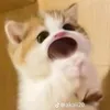 cuuu4513