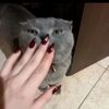محبوبي