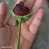 yamur.34345
