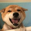 cute.animals136