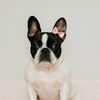 ella.frenchbulldog