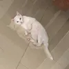 diuehaivyy