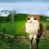 im_love_meowl7268