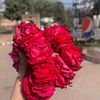 sind_rani_abro