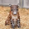 emerald_tapir