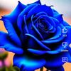 sajid.islam577