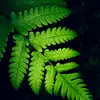 nature123400