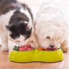 funnyloverpets99