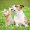 Pet Family