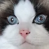 johanocrour