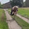 pferdewurst_de