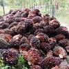 bandidsumatra2
