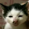 cailonmup21